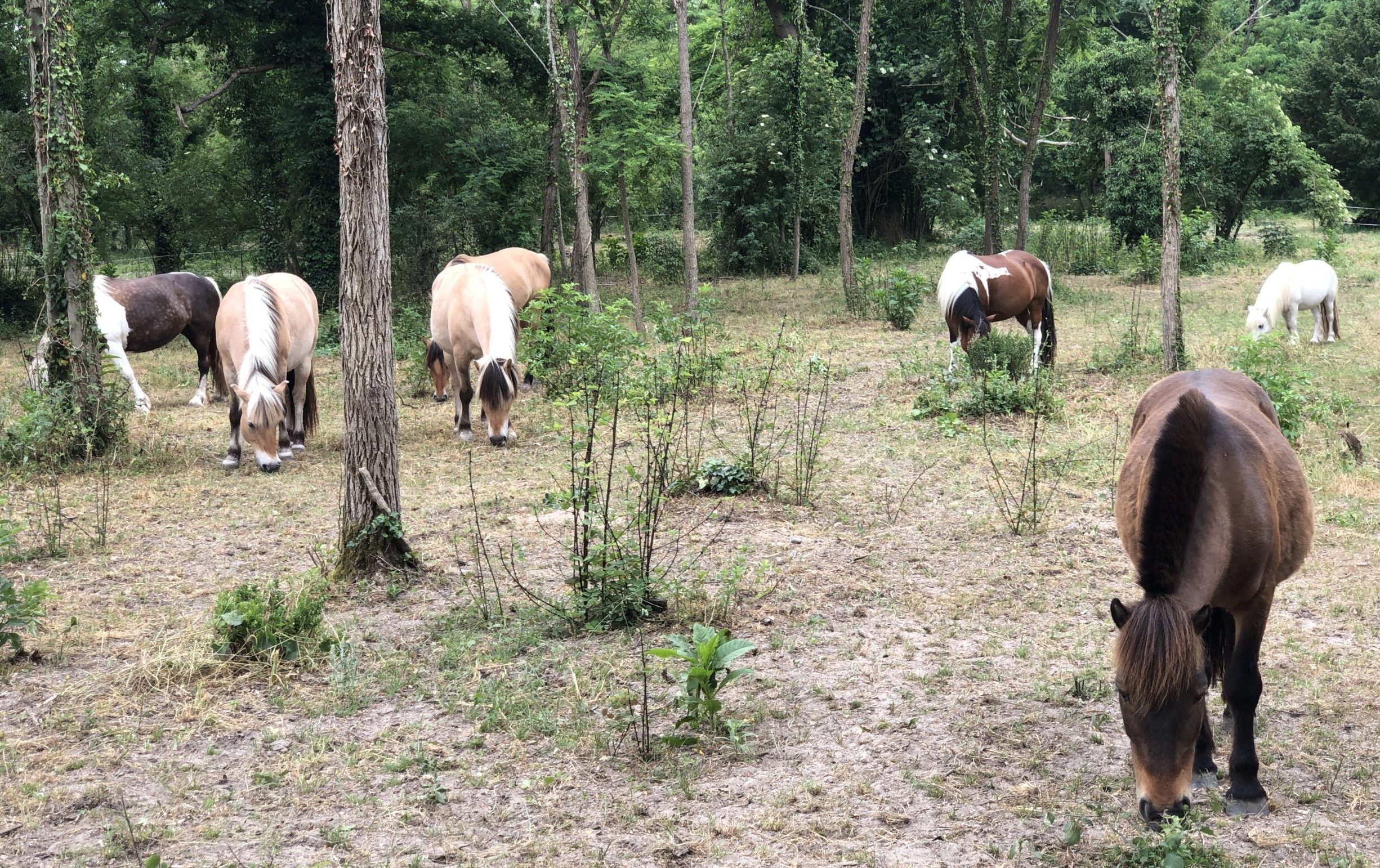 troupeau des chevaux et poneys  sous la forêt à l'abris du soleil