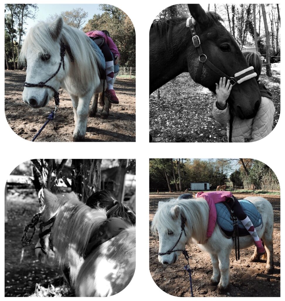 le cheval en équithérapie