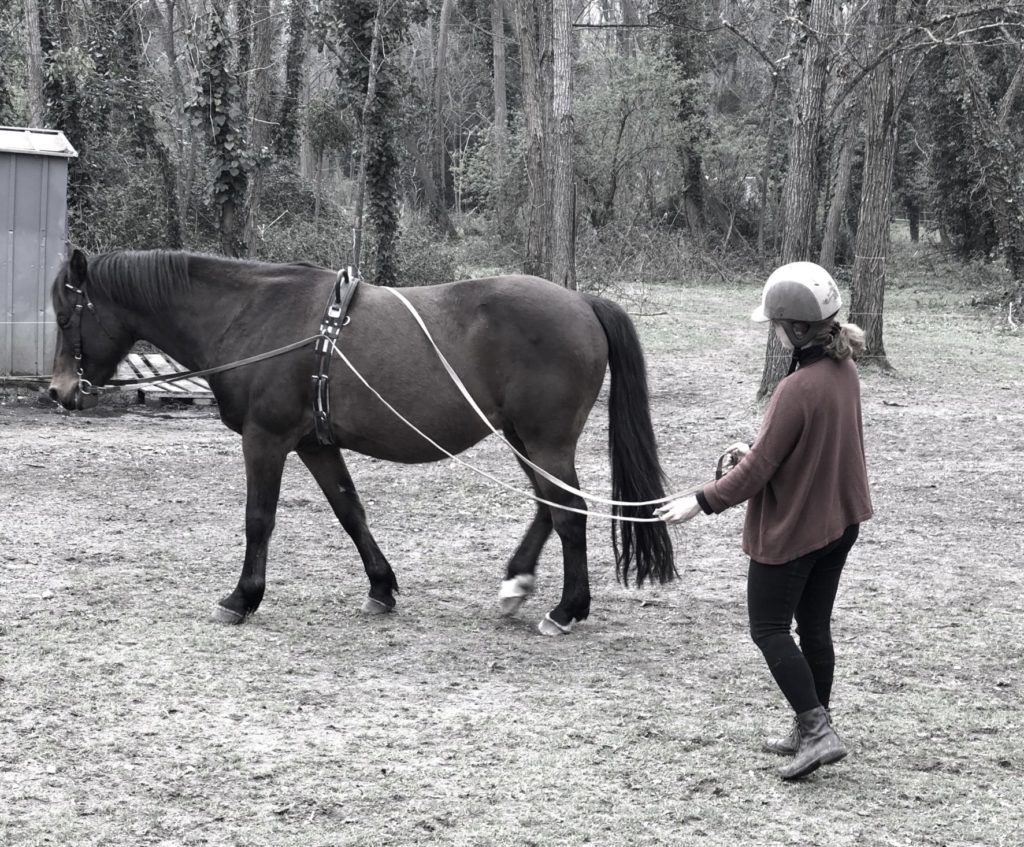 equicoaching 
coaching facilité par le cheval developpement personnel