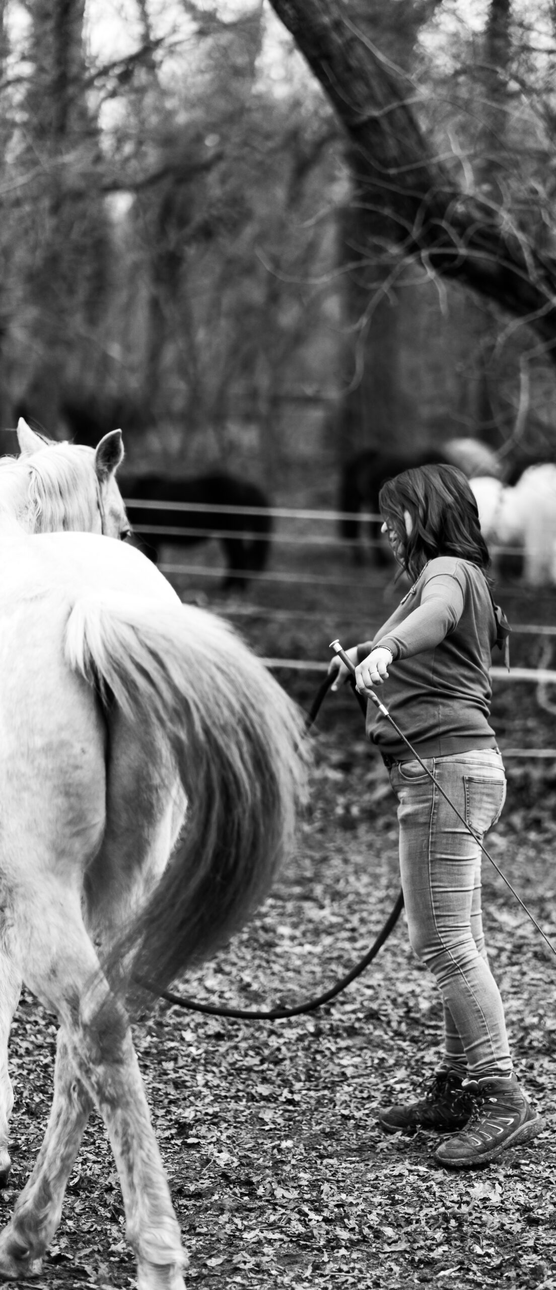 coaching facilité par le cheval equicoaching développement personnel à bordeaux