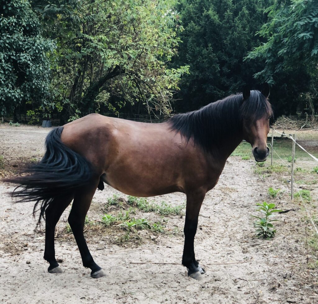 équithérapie Céline Gruillot équithérapie bordeaux CUB
