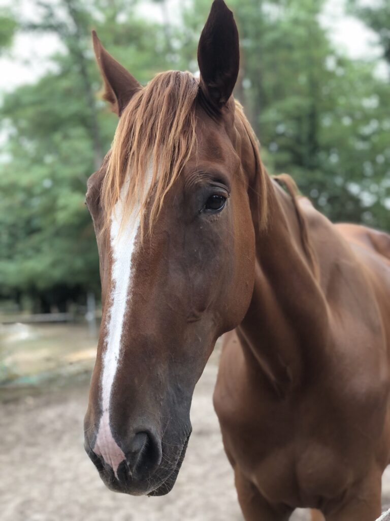 équithérapie
Céline Gruillot équithérapie
bordeaux CUB
