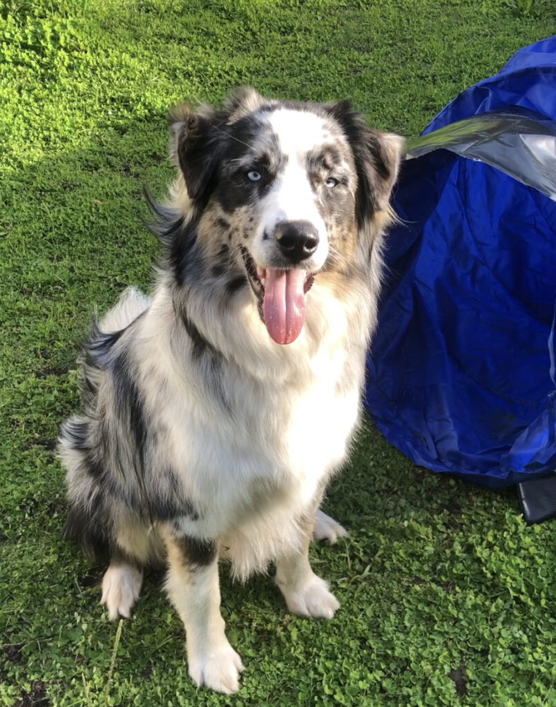 médiation canine
Charly 
thérapie avec l'animal
gironde