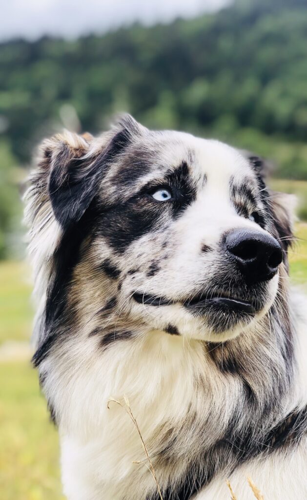 médiation animale
peur du chien
émotions
gironde