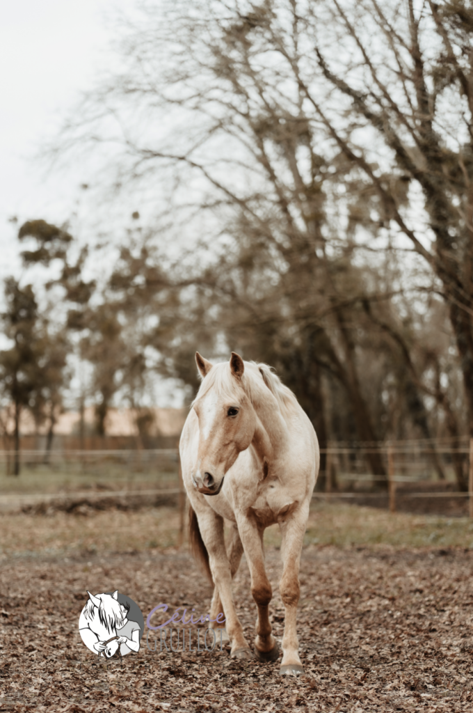 equitherapie médiation animale
