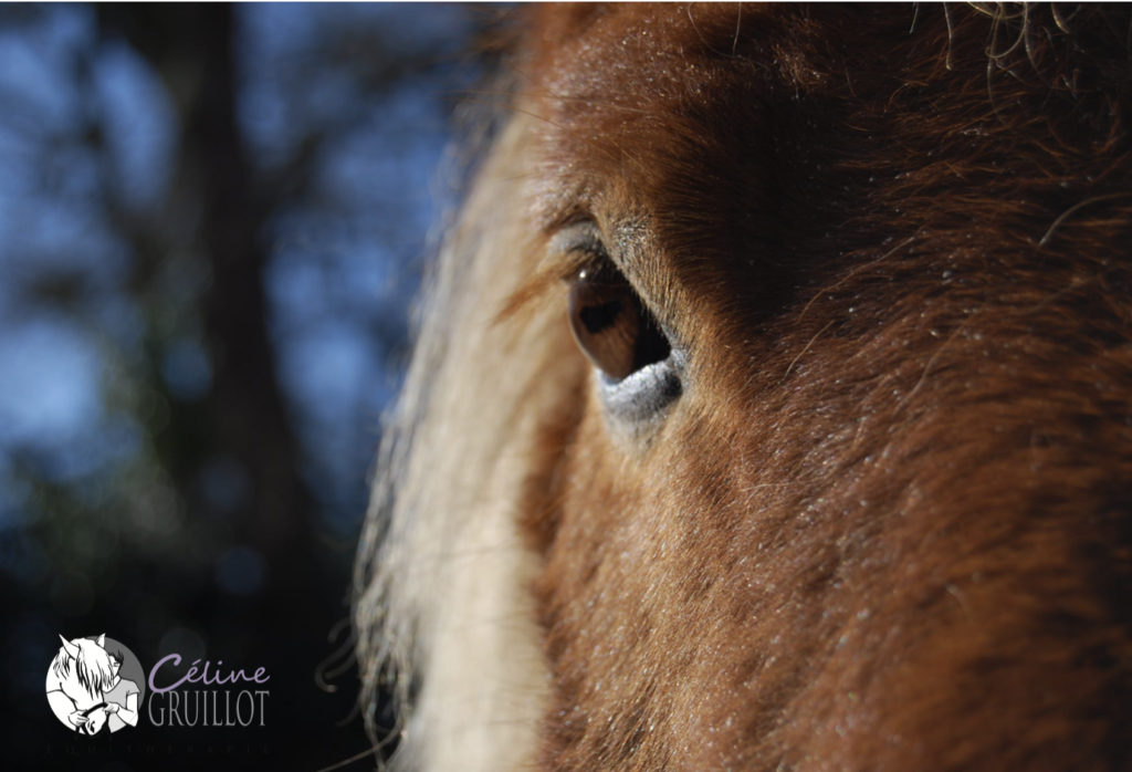 équithérapie enfants , troubles du développement, TSA, poney