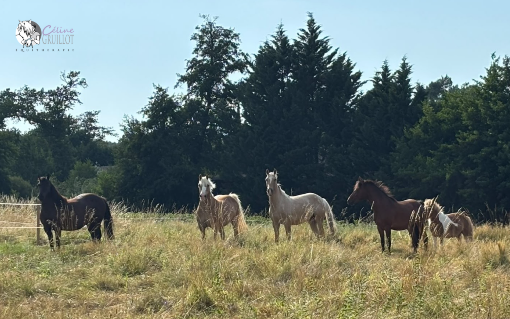 équithérapie bordeaux La Brède 33650, médiation animale