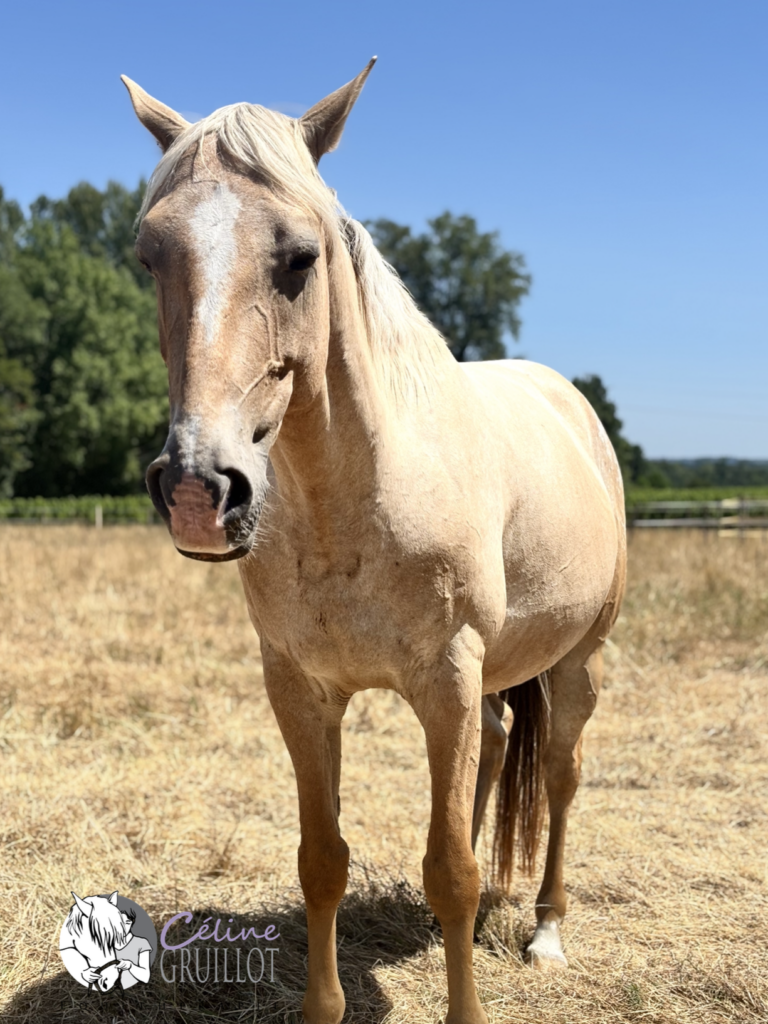 équithérapie gironde bordeaux Labrède mediation équine