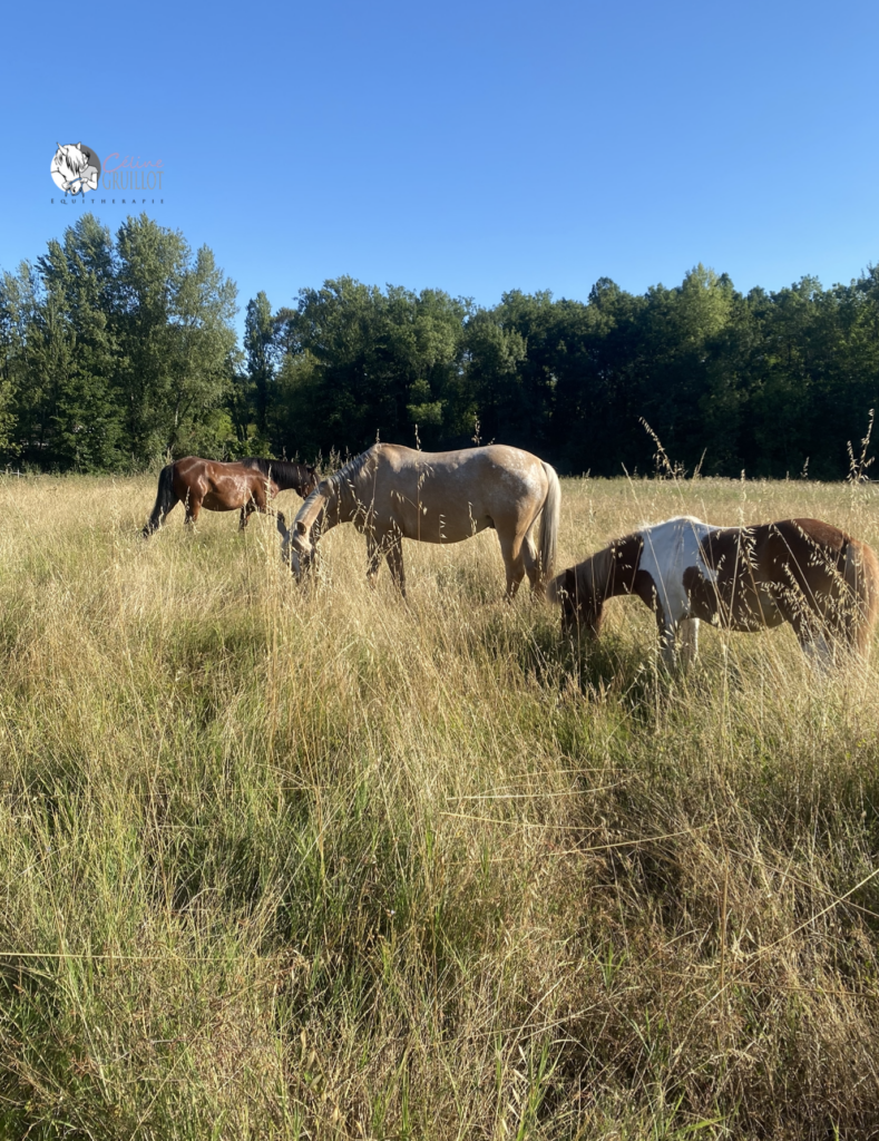 équithérapie bordeaux La Brède 33650, médiation animale