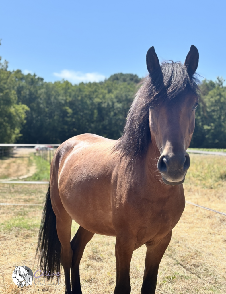 équithérapie, mediation équine, thérapie avec le cheval, La Brède, bordeaux gironde