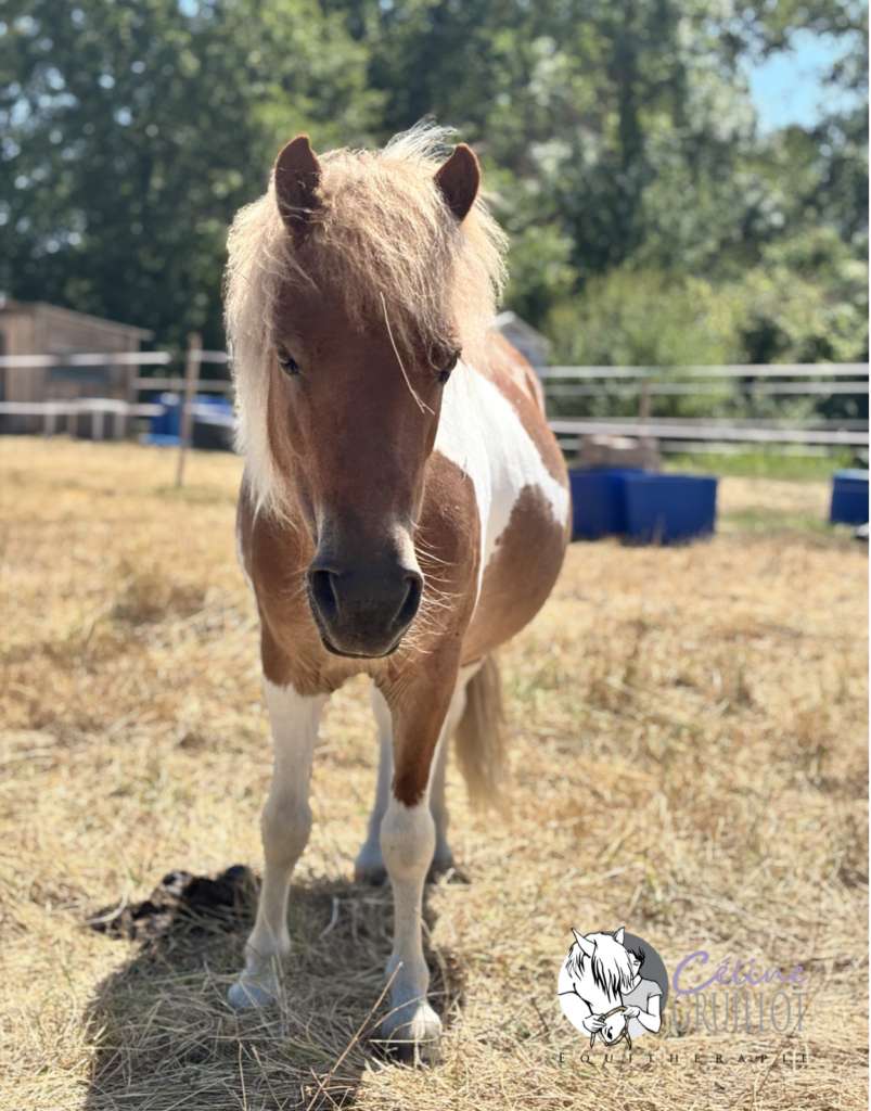 thérapie avec le cheval et le poney, médiation équine, gironde, Labrède