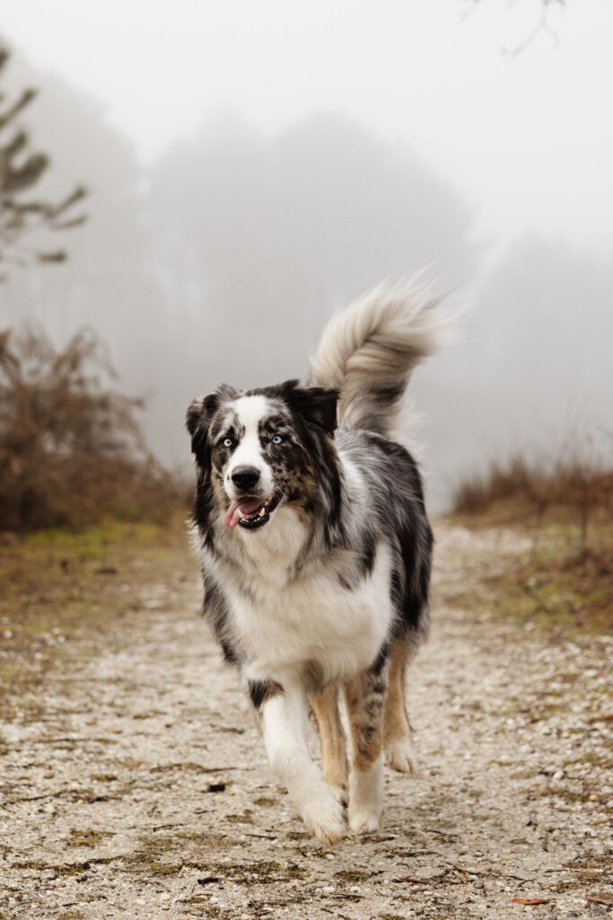 médiation animale, 
chien
handicap
soin
bordeaux
La Brède 33650