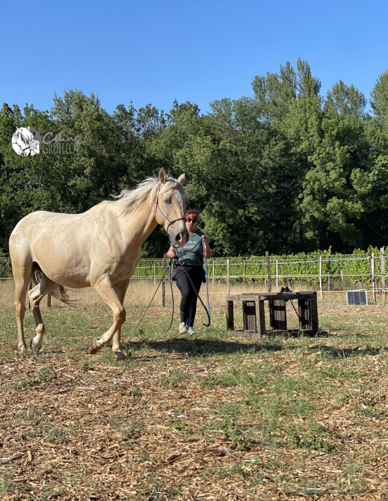 équithérapie bordeaux La Brède 33650, médiation animale