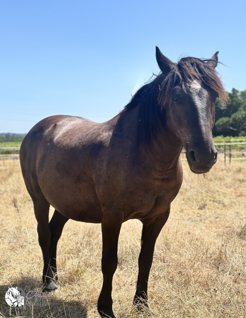 thérapie avec le cheval et le poney, médiation équine, gironde, Labrède